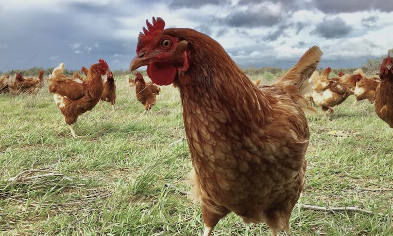 Ada Ayam Pasti Ada? Simak Jawabannya