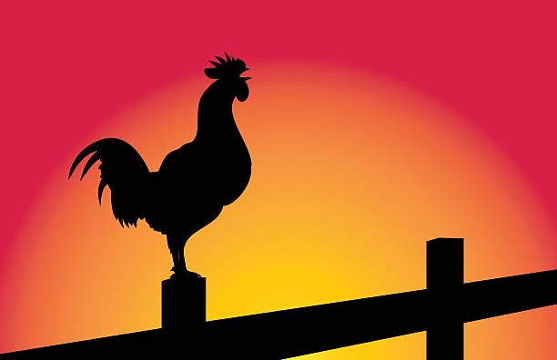 Ayam Berkokok Harimau Teka-Teki, Berikut Jawabannya