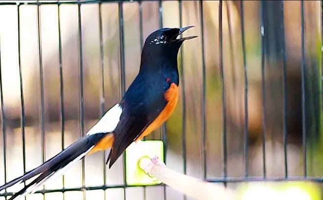 Arti Burja dalam Jual Beli Burung dan Contoh Penggunaannya