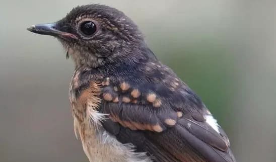 Arti Trotol dan Pastol Burung dan Contoh Penggunaannya