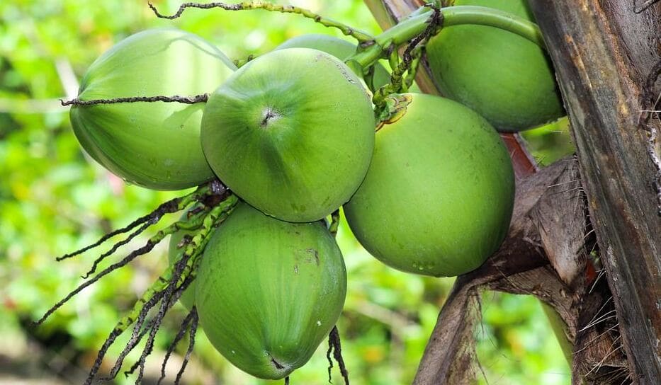 Kenapa Pohon Kelapa di Depan Rumah Harus Ditebang
