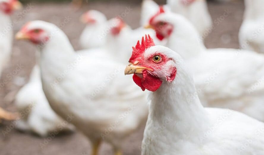 Ayam Ayam Apa yang Paling Besar Tebak-Tebakan