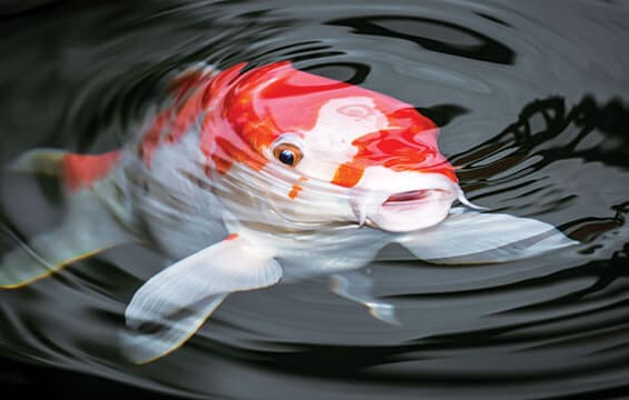 Ikan yang Bisa Masuk Tas Apakah Itu? Simak Jawabannya