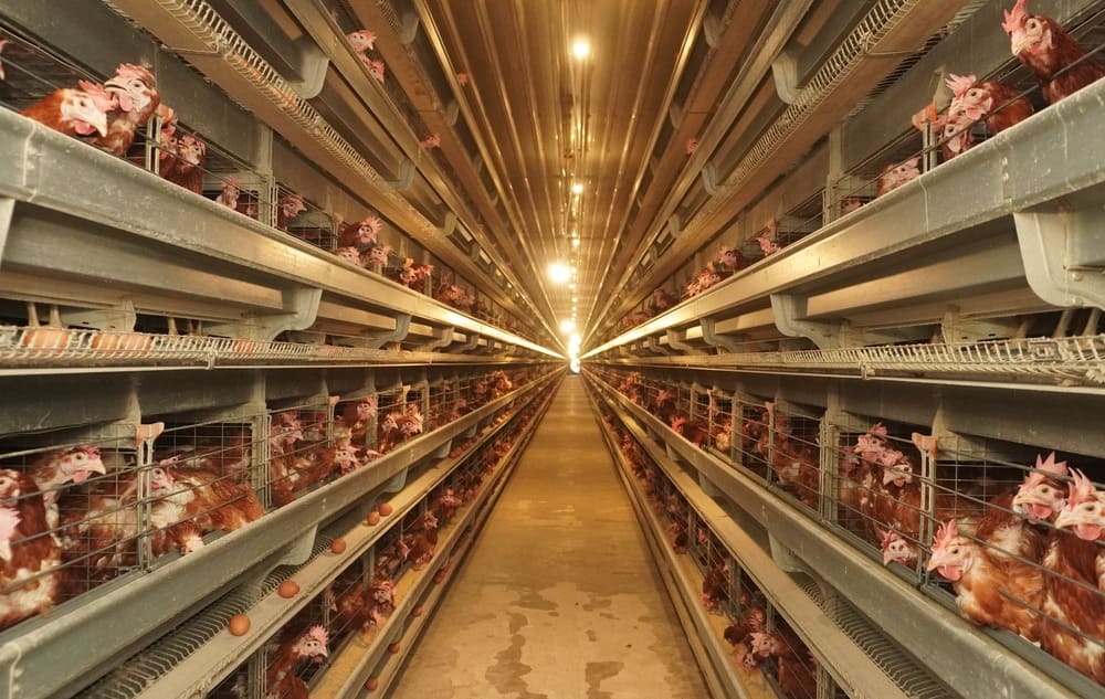 Apabila Ada 10 Ekor Ayam Petelur, Berapa Perkiraan Jumlah Telur