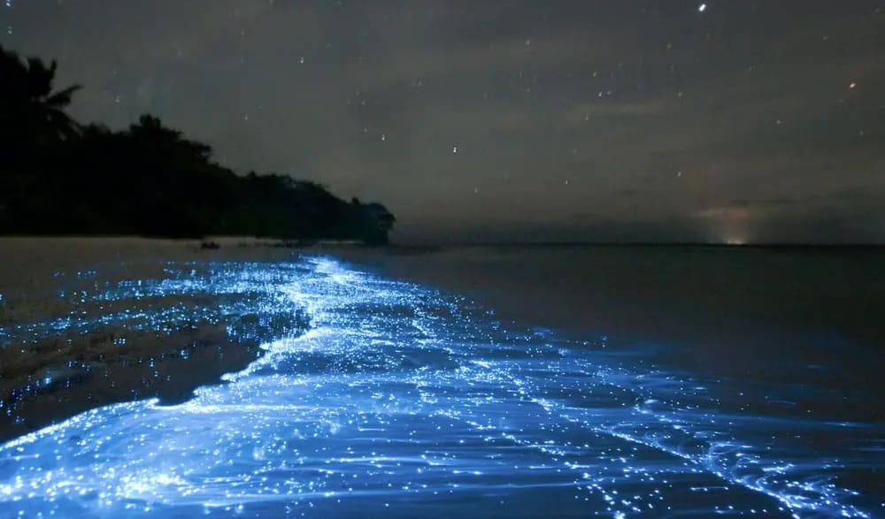 60 Contoh Kalimat Menggunakan Kata Bioluminescence