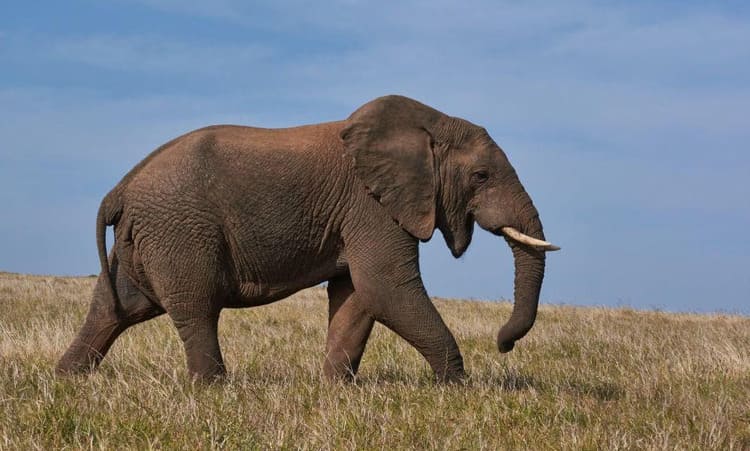 Gajah Apa yang Belalainya Pendek Tebak-Tebakan