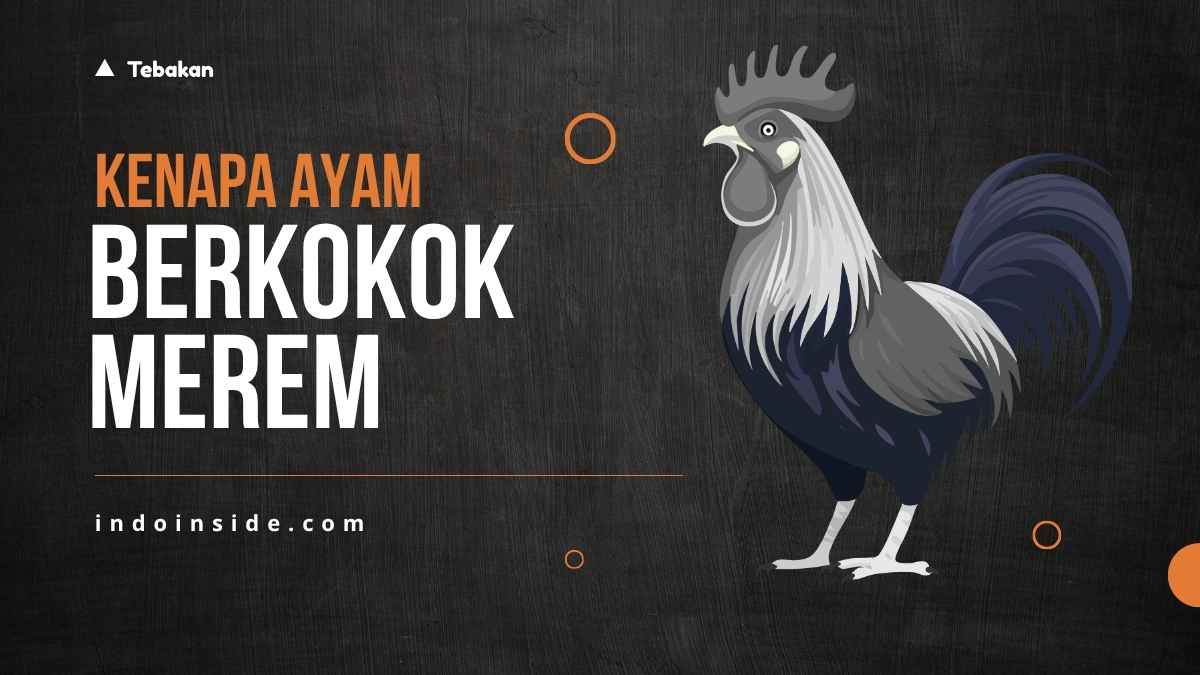 Kenapa Ayam Berkokok Matanya Merem? Simak Jawabannya