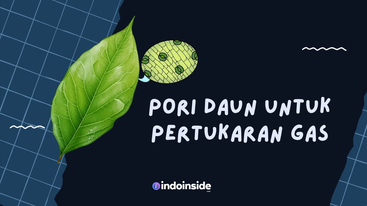 Pori Daun untuk Pertukaran Gas Disebut? Jawaban TTS